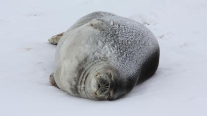 A Weddell seal lounging on the sea ice