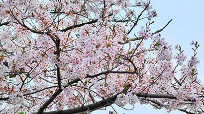 Cherry tree