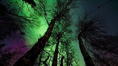 Night sky with tees and aurora borealis